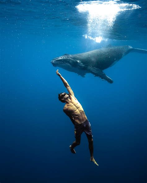 Swim with Whales 